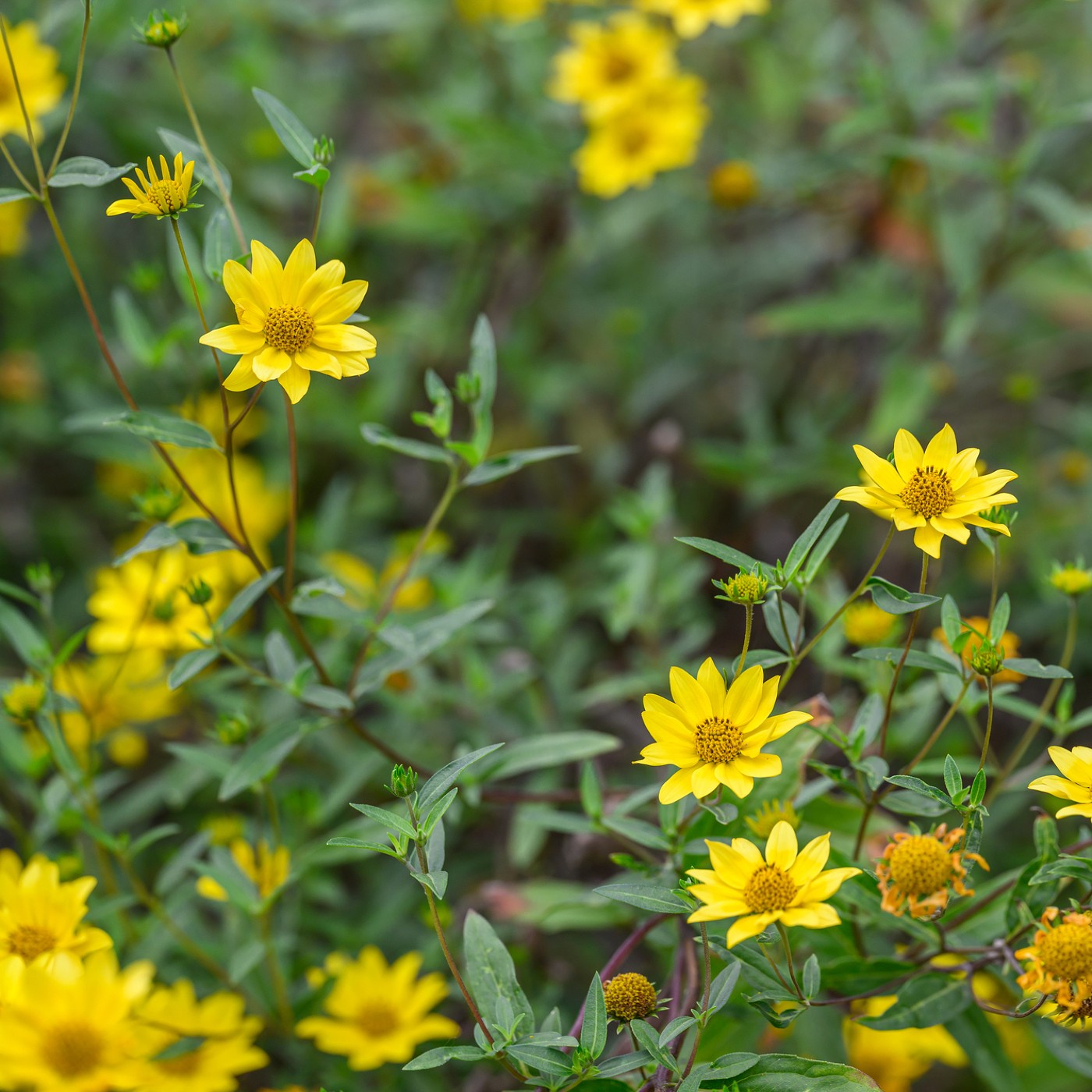 Showy Goldeneye Seeds (Viguera multiflora)