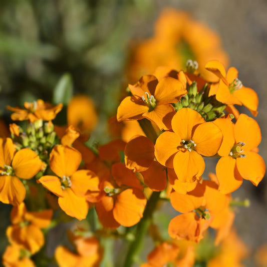 Siberian Wallflower Seeds (Cheiranthus allionii)