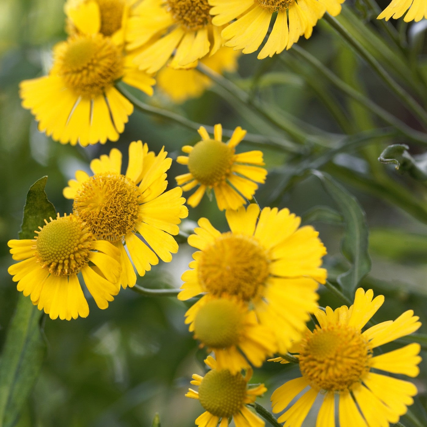 Sneezeweed Helenium Autumnale