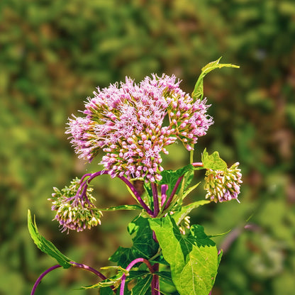 Spotted Joe Pye Weed Seeds (Eupatorium maculatum)