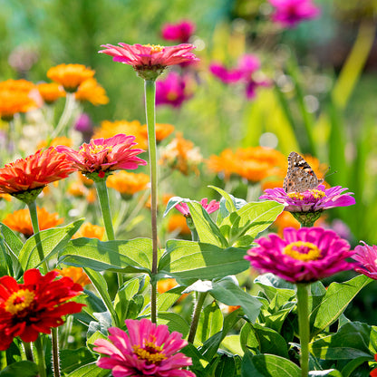 Zinnia Color Mix Seeds (Zinnia elegans)