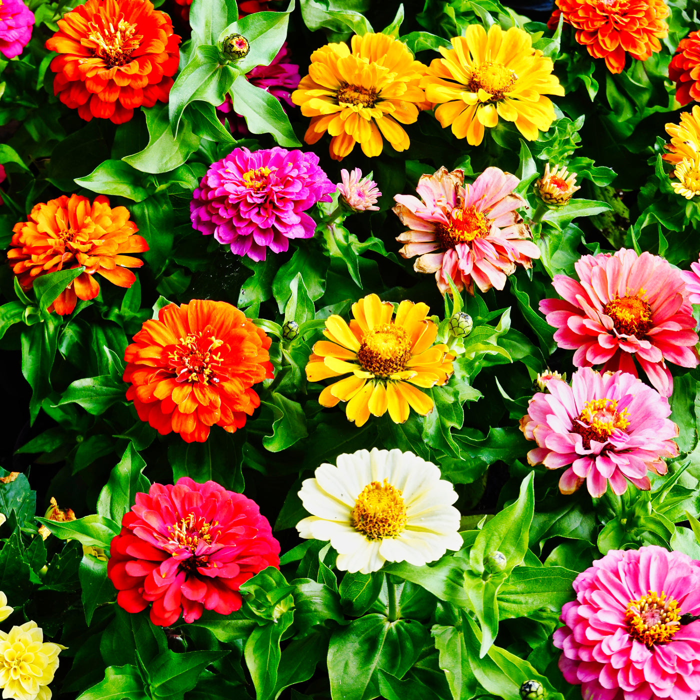 Zinnia Cut n' Come Again Seeds (Zinnia elegans)