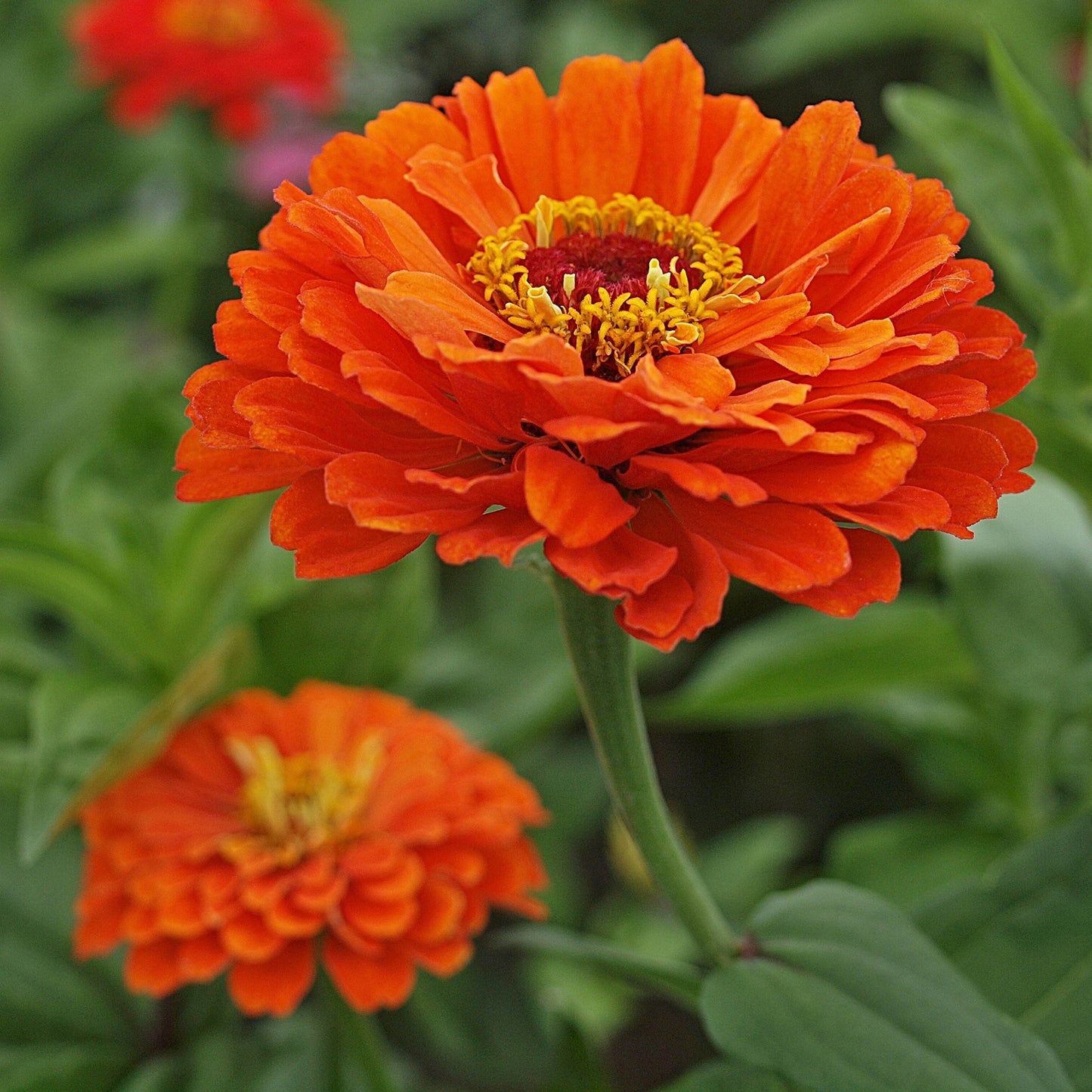 Zinnia Orange Seeds (Zinnia elegans)