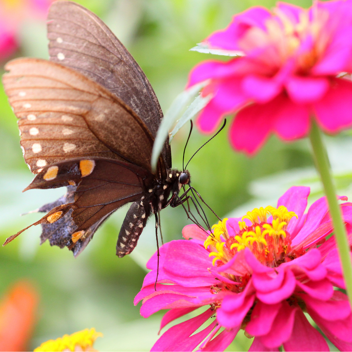 Zinnia Pink Seeds (Zinnia elegans)