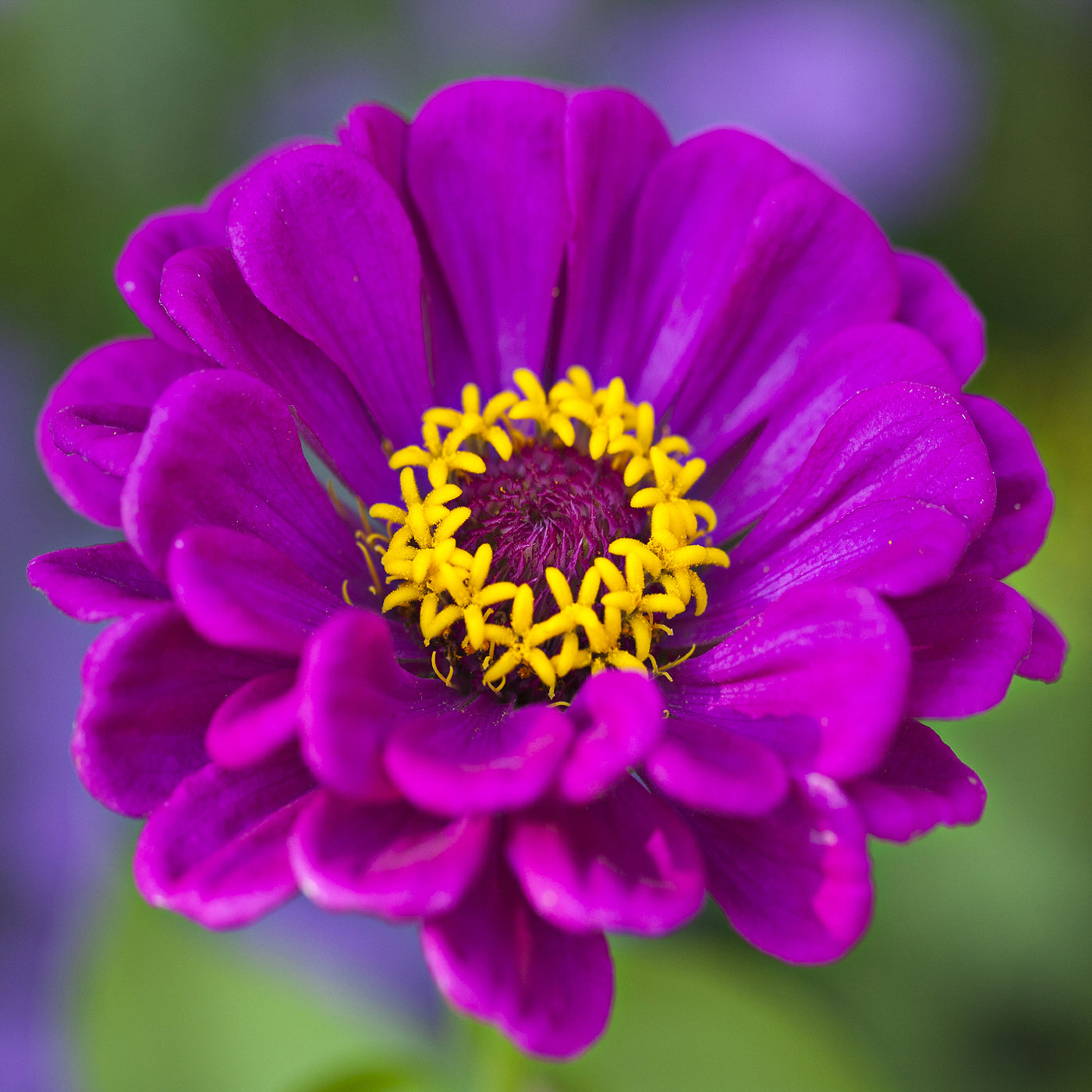 Zinnia Purple Seeds (Zinnia elegans)