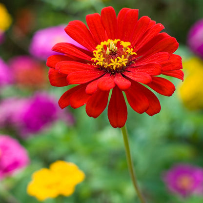 Zinnia Red Seeds (Zinnia elegans)