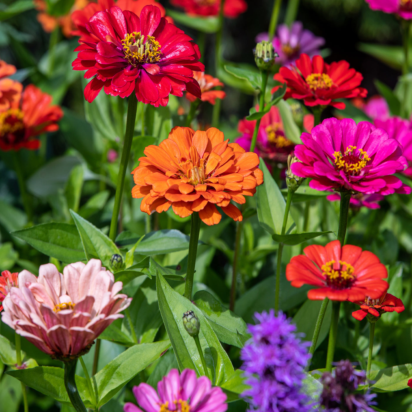 Spring Color Zinnia Zinnia Color Mix Seeds (Zinnia elegans) – Vermont Wildflower Farm