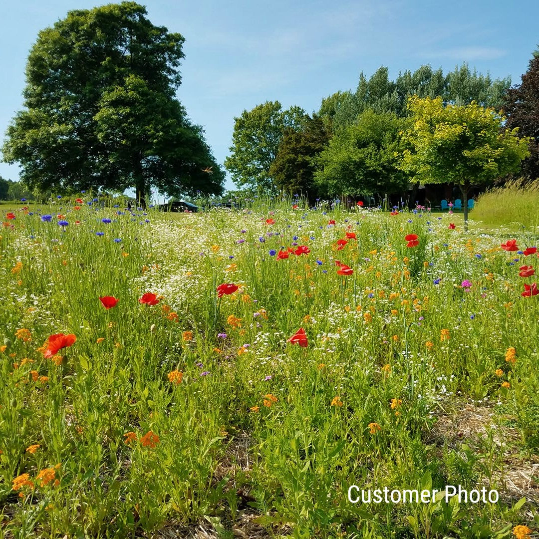 Dry Area Wildflower Seed Mix