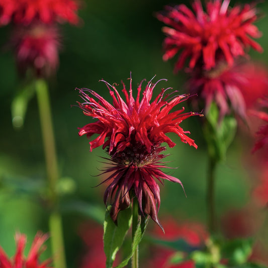 Bee Balm Scarlet Seeds (Monarda didyma)