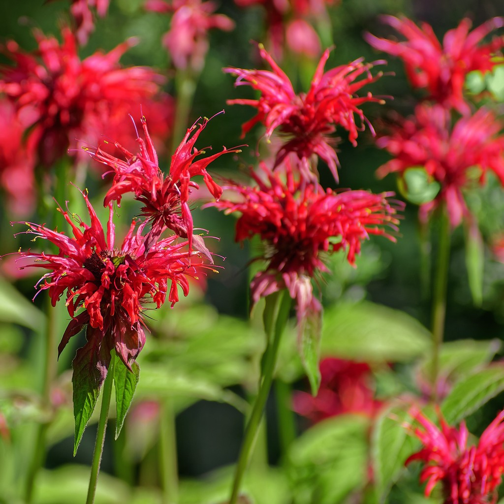 Bee Balm Scarlet Seeds (Monarda didyma)