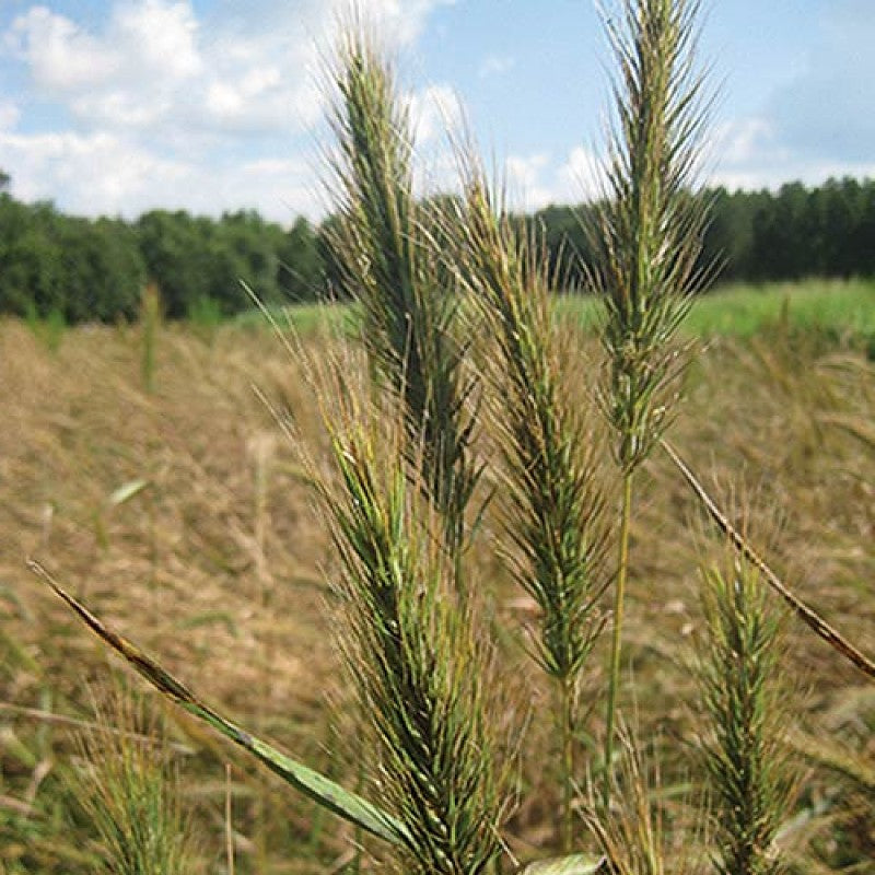 Virginia Wildrye Grass Seeds (Elymus virginicus)