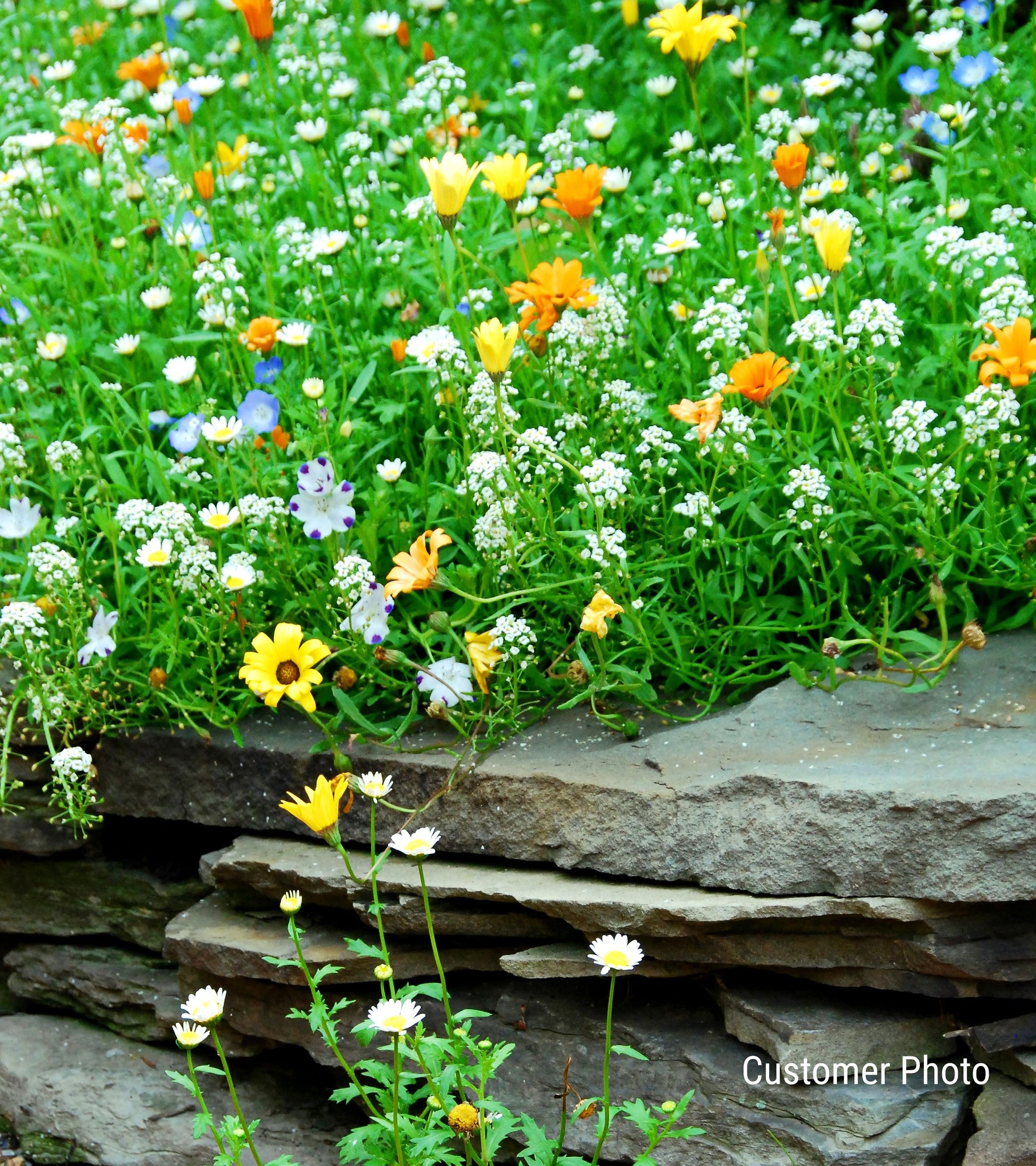 wildflower lawn seed Alternative Lawn Wildflower & Grass Seed Mix – Vermont Wildflower Farm