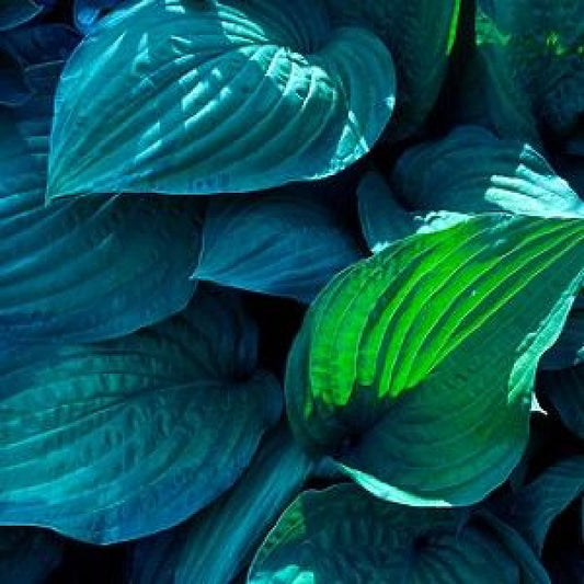 Hosta 'Blue Mix'