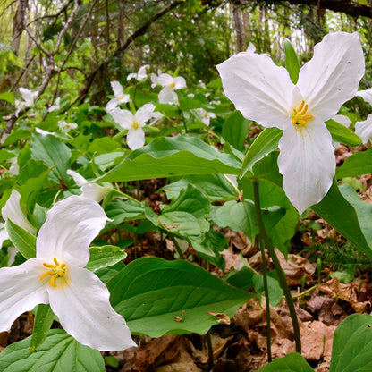 Trillium - White