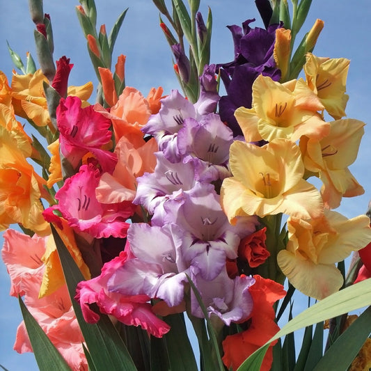 Gladiolus 'Mardi Gras Mix'