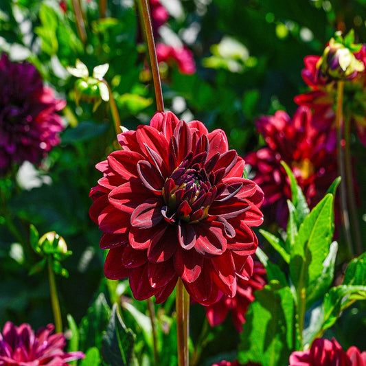 Dahlia Decorative 'Arabian Night'