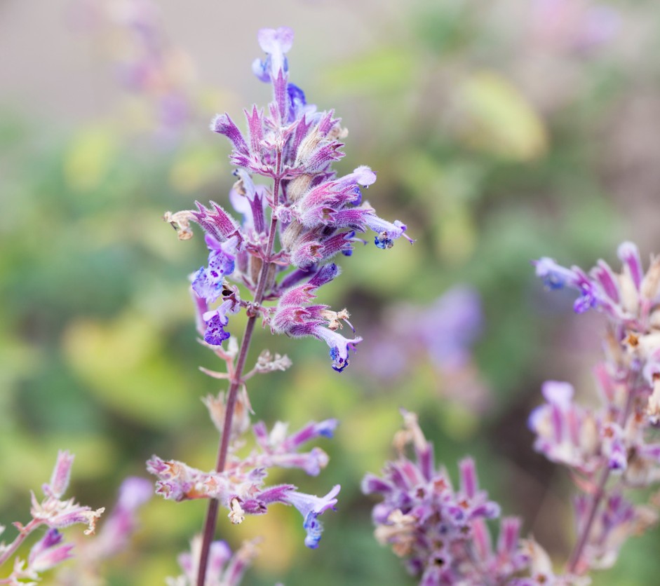 Bug Repellent Wildflower and Herb Seed Mix