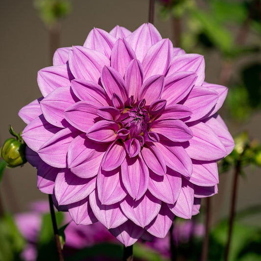 Dahlia Dinner Plate Lilac Time