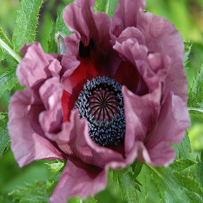 Oriental Poppy 'Patty's Plum'