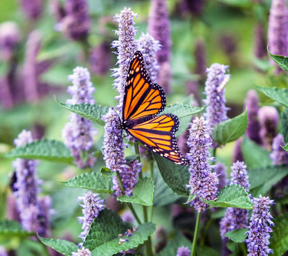 Bug Repellent Wildflower and Herb Seed Mix