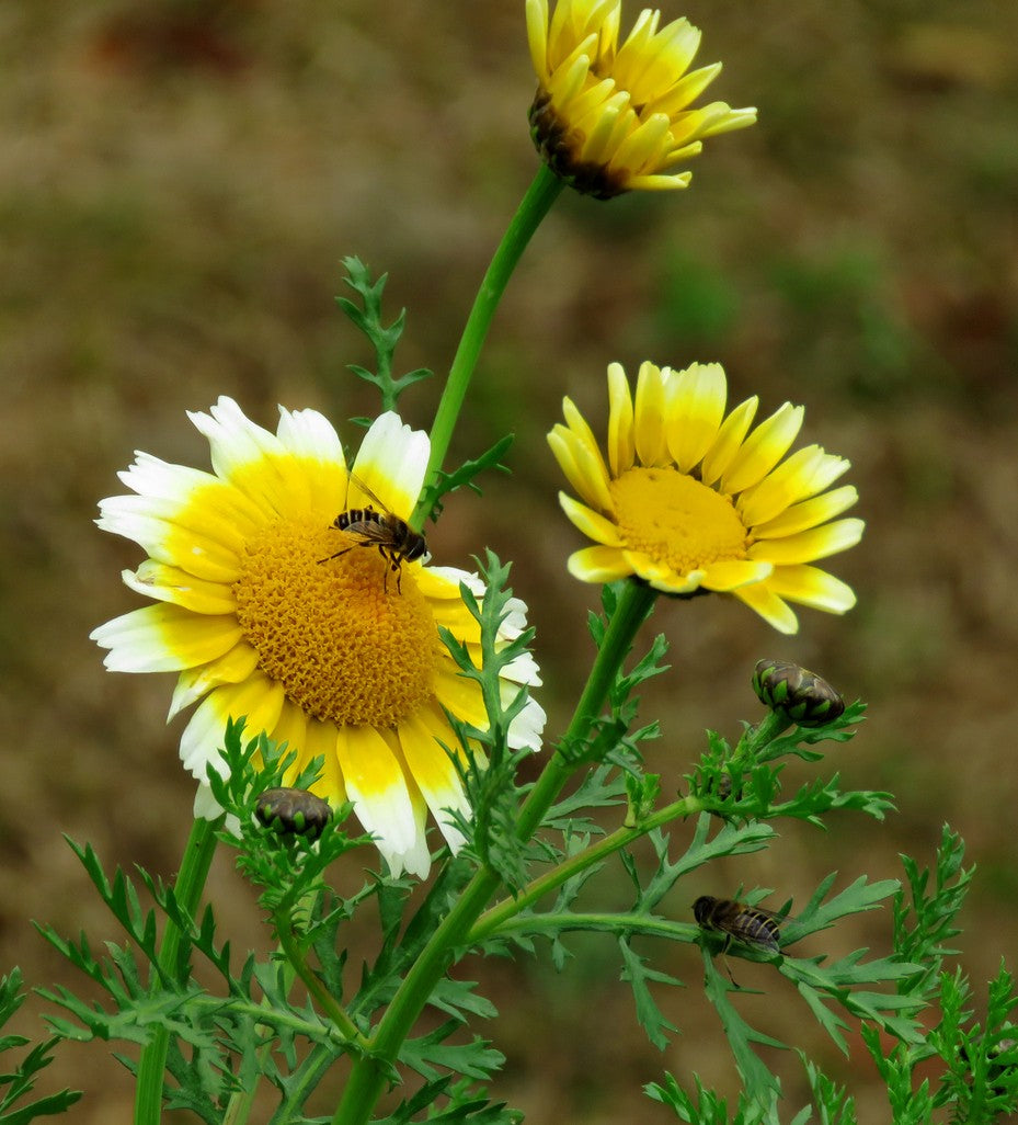 mosquito repellent plant seeds Bug Repellent Wildflower And Herb Seed Mix