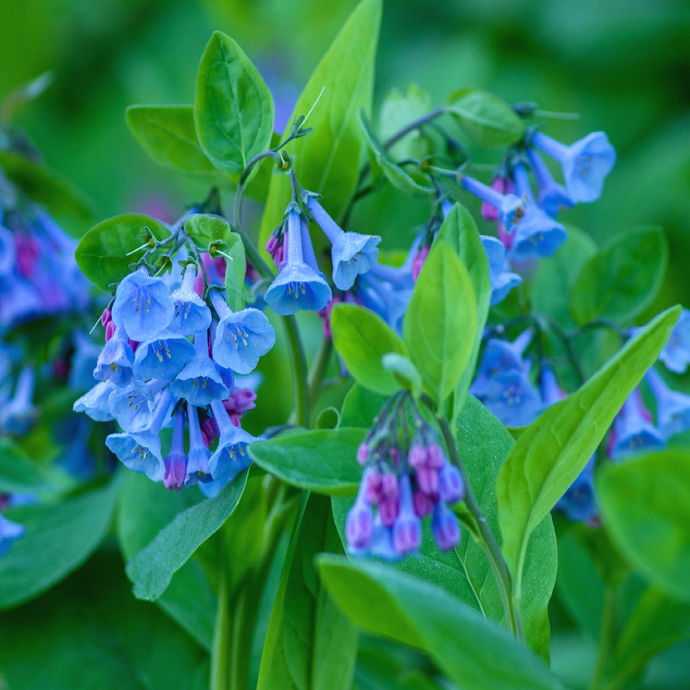 Virginia Bluebells