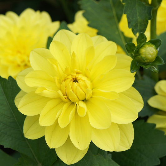 Dahlia Decorative American Sun