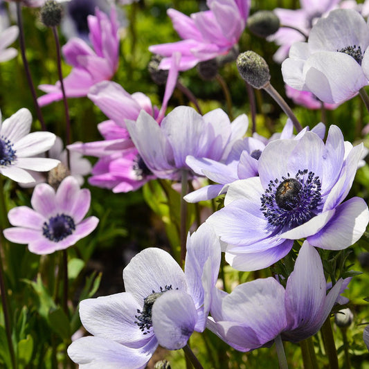 Anemones blanda Mix