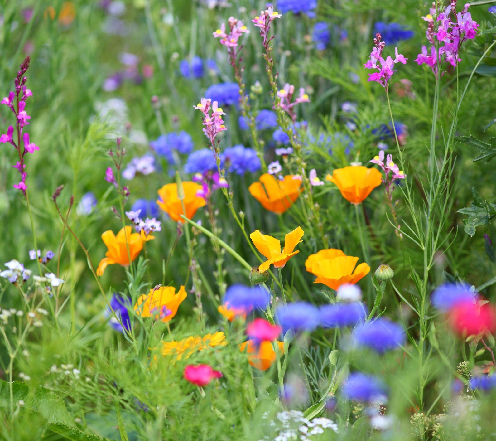 10 Annual Flower Seeds Packets with Wildflower Seeds