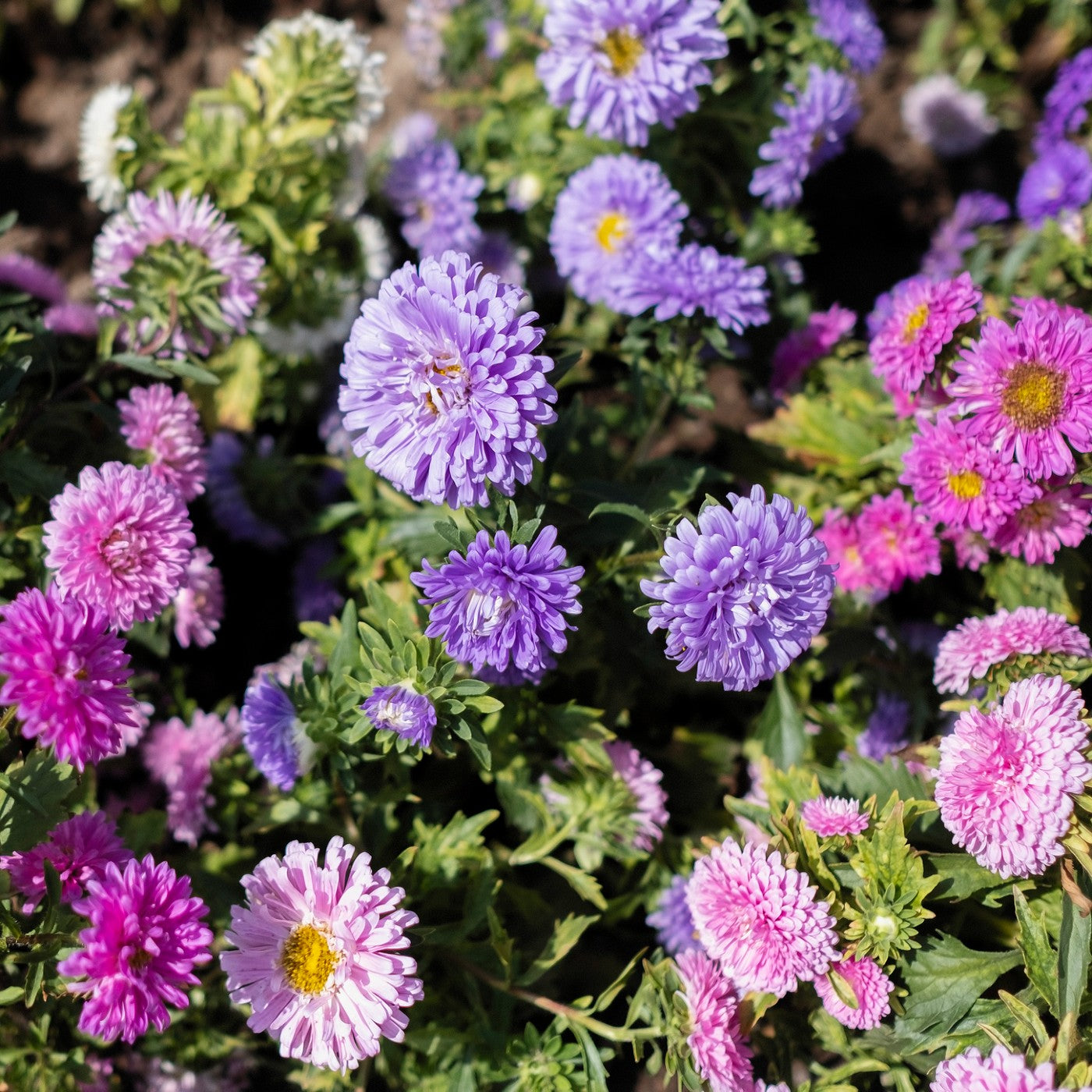 Aster Powderpuff Mix Seeds (Callistephus chinensis)