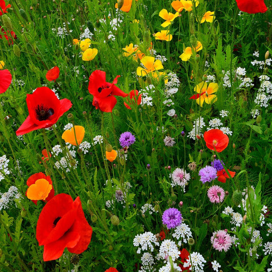 Southeast Wildflower Seed Mix