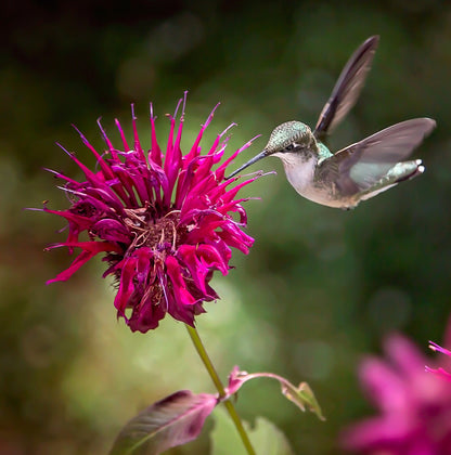 Bee Balm - Bergamot Seeds (Monarda fistulosa)