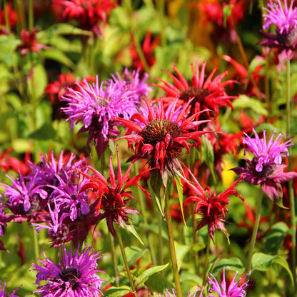 Bee Balm - Bergamot Seeds (Monarda fistulosa)