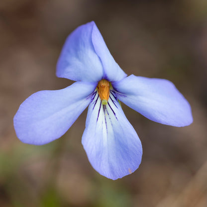 Bird's Foot Violet Seeds (Viola pedata)