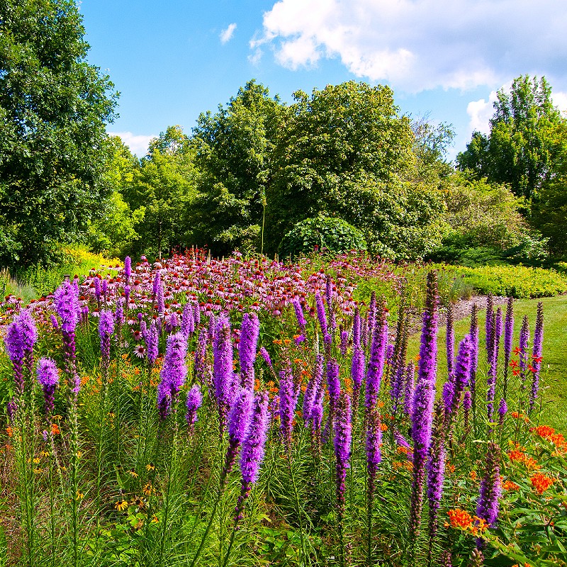 planting liatris seeds Blazing Star Seeds (Liatris spicata) – Vermont Wildflower Farm
