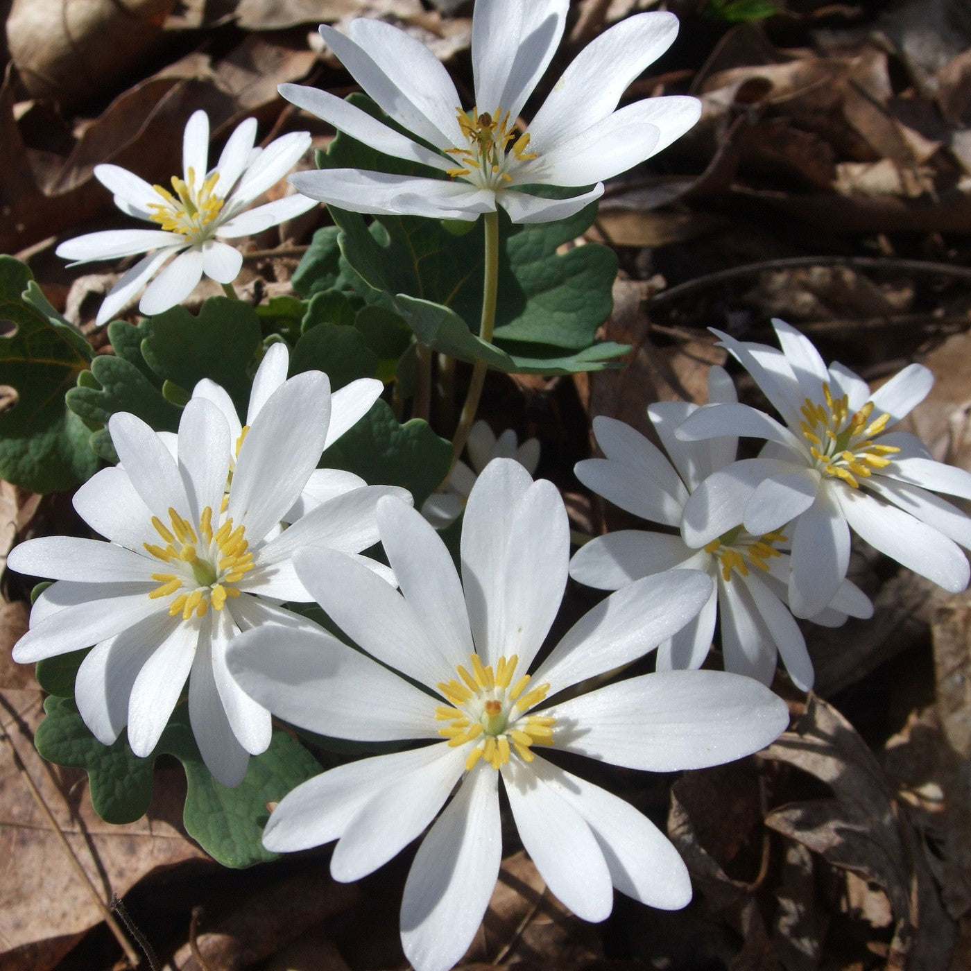 Blood Root Seeds (Sanguinaria canadensis) – Vermont Wildflower Farm