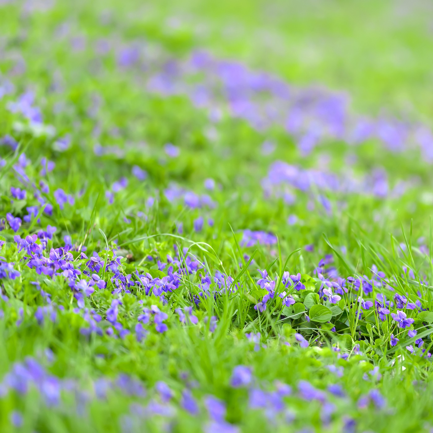 Violet - Common Blue Seeds (Viola sororia)