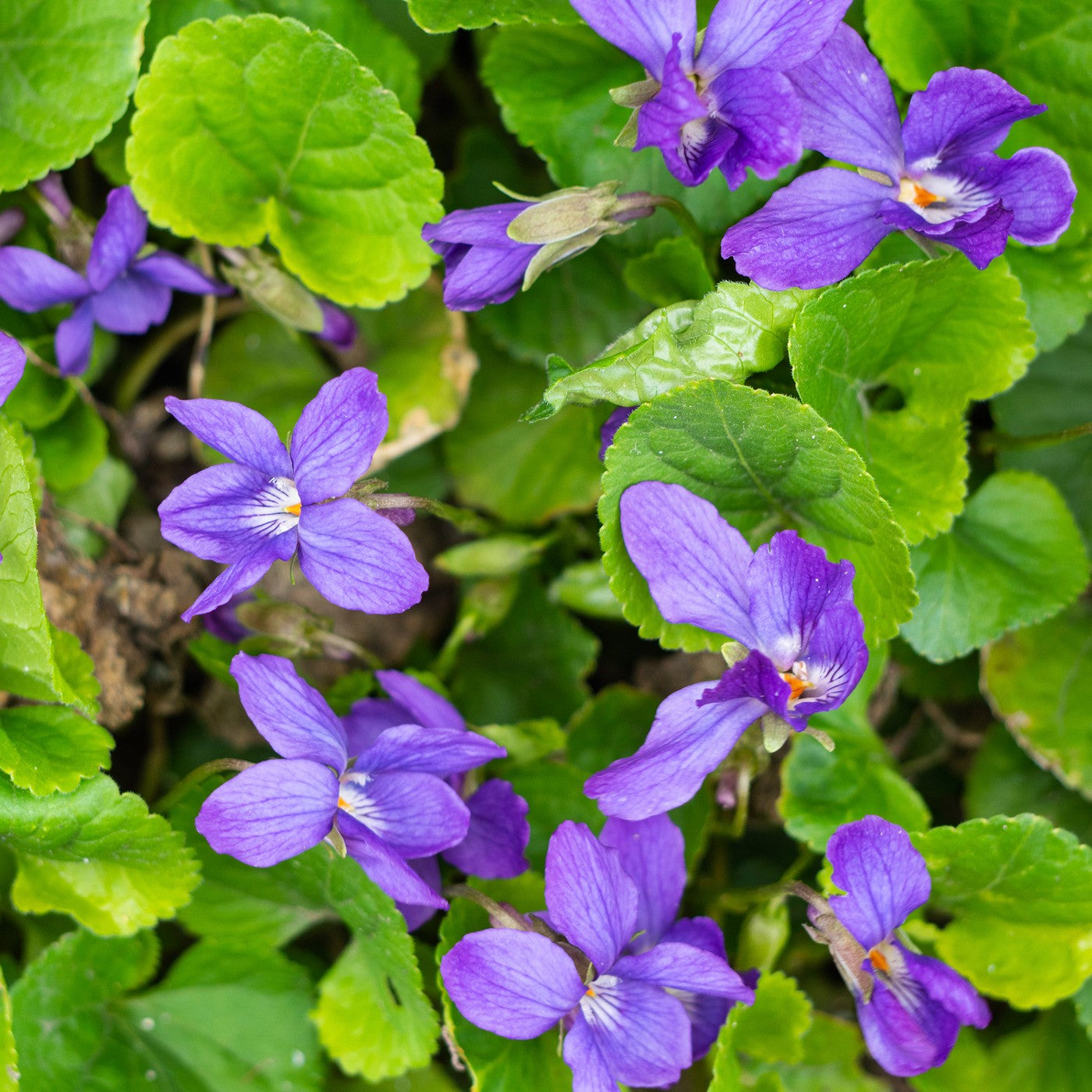 Violet - Common Blue Seeds (Viola sororia)