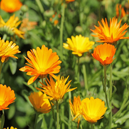 Calendula Seeds (Calendula officinalis)