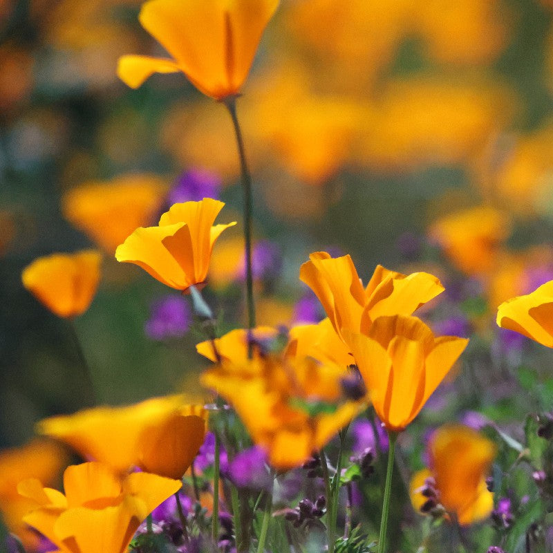 California Poppy Seeds (Eschscholzia californica)