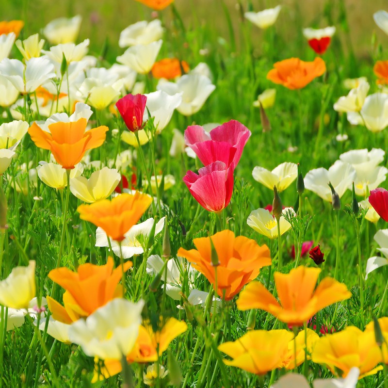 California Poppy Mix Seeds (Eschscholzia californica)