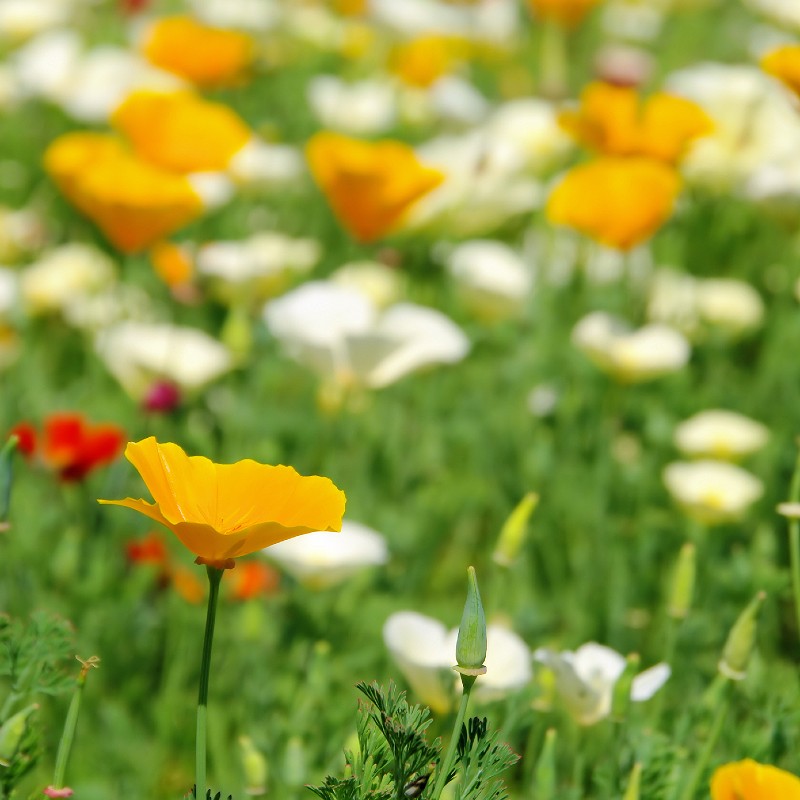 Poppy Mixture California Poppy Mix Seeds (Eschscholzia californica) – Vermont ...