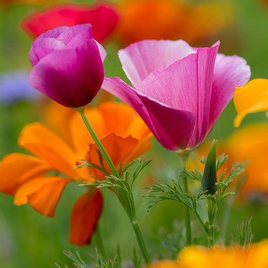 California Poppy Purple Seeds (Eschscholzia californica)