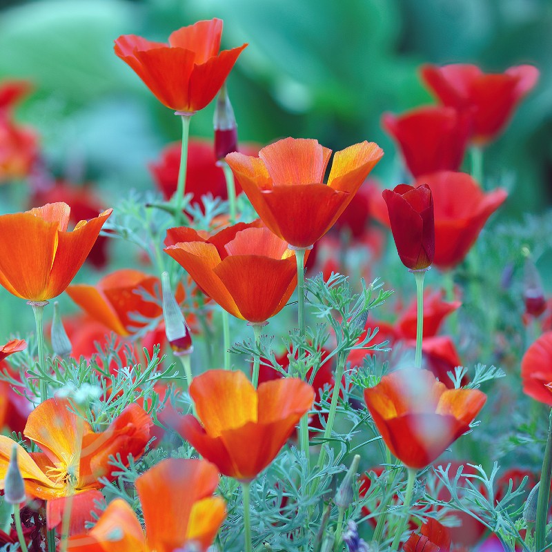 Golden Poppy Flower California Poppy Seeds Apricot Chiffon | Fontana