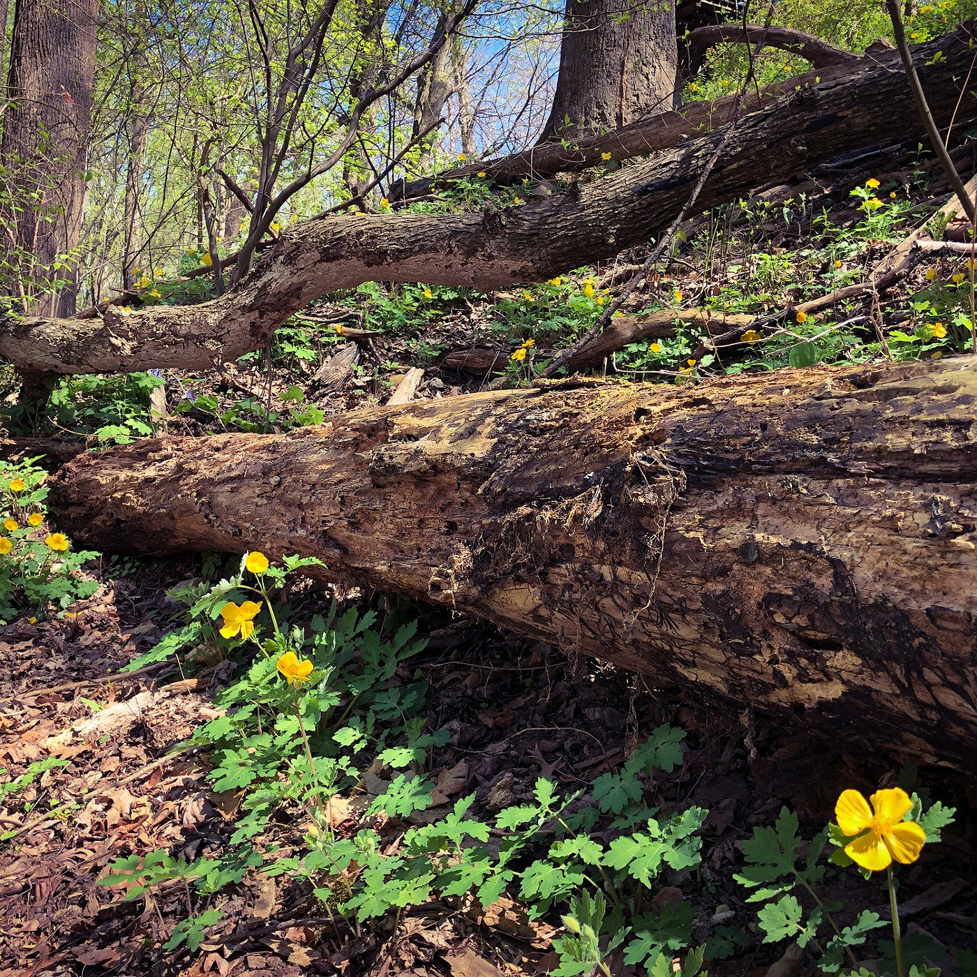 Celandine Wood Poppy Seeds (Stylophorum diphyllum)