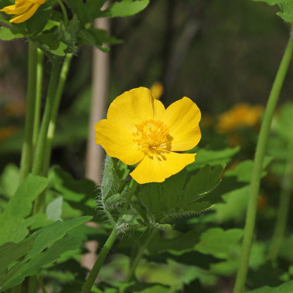 Celandine Wood Poppy Seeds (Stylophorum diphyllum)