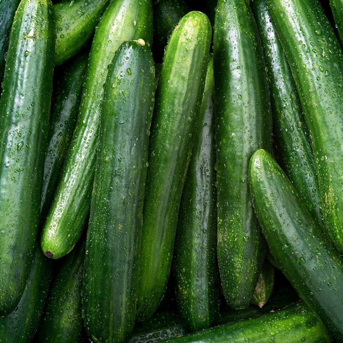 HERITAGE Cucumber Straight 8 Seeds