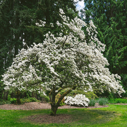 Flowering Dogwood Tree Seeds (Cornus florida)