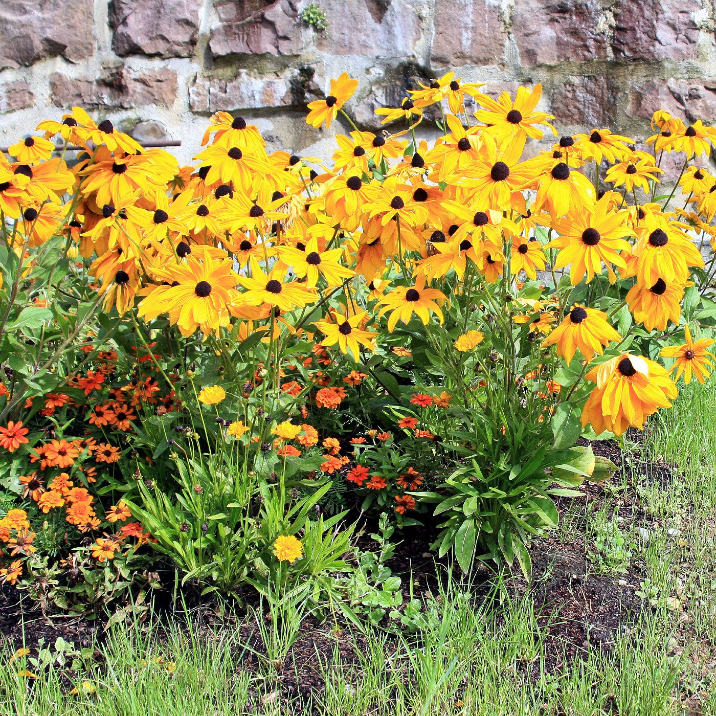 Black Eyed Susan Marmalade Seeds (Rudbeckia hirta)