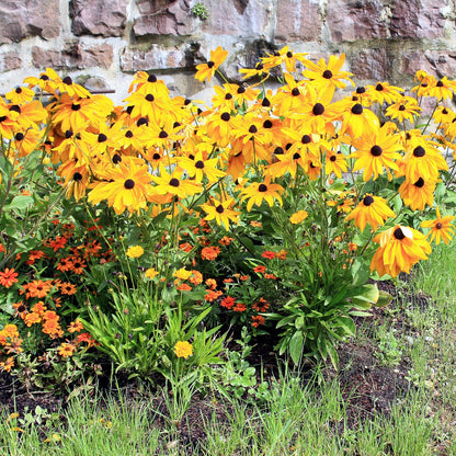 Black-eyed Susan Dwarf Marmalade Seeds (Rudbeckia hirta)